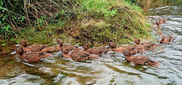 A group of Pateke on the move in their new home